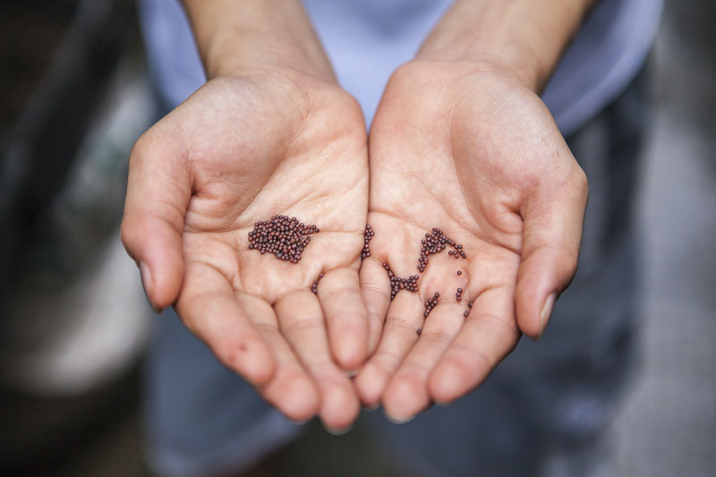 farmer with seeds